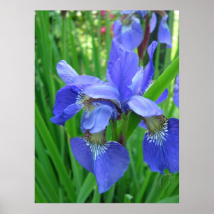 Vår blå iris-blommor och grönt löv poster