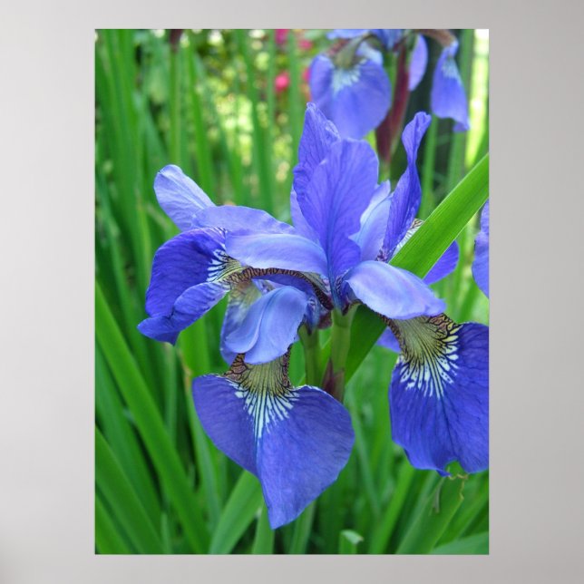 Vår blå iris-blommor och grönt löv poster (Framsidan)