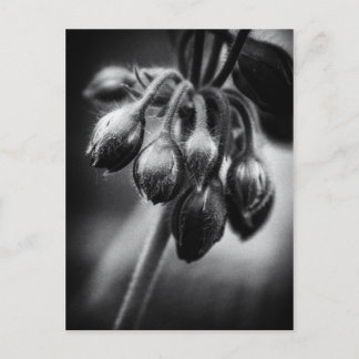 Vår blombuffertar vykort