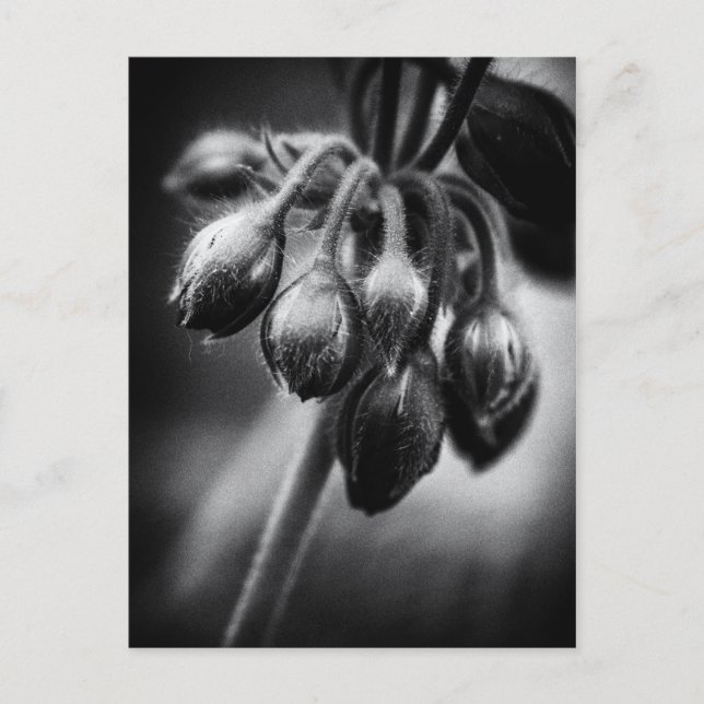 Vår blombuffertar vykort (Framsida)