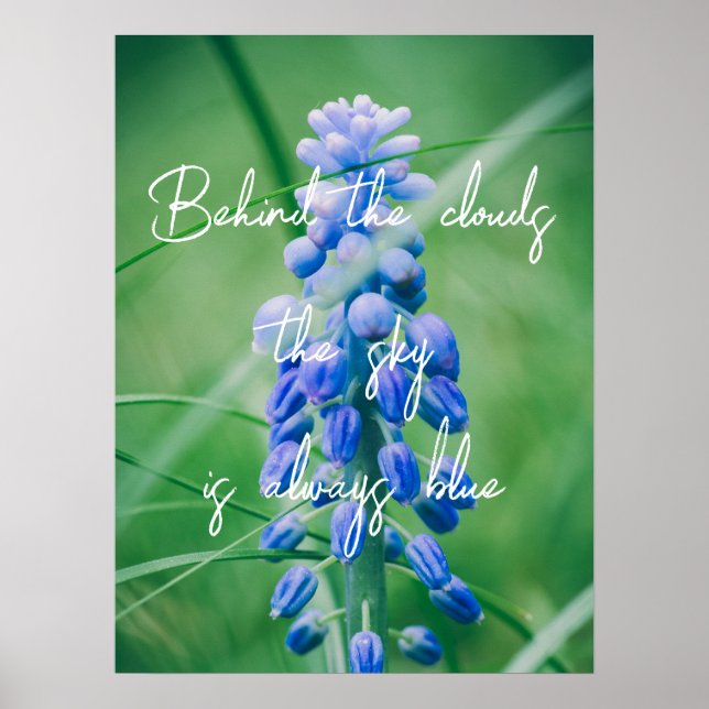 Vår blomma (vinhyacint) poster (Framsidan)