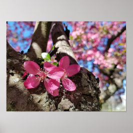Vår blommar äpple träd. Rosa blommor Poster