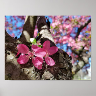 Vår blommar äpple träd. Rosa blommor Poster
