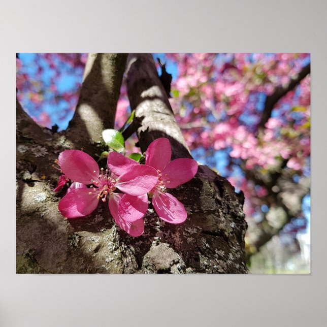 Vår blommar äpple träd. Rosa blommor Poster (Framsidan)