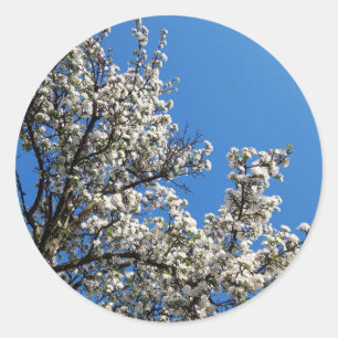 Vår Blommar Apple Träd Runt Klistermärke