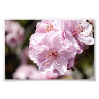 Vår Blommar Fototryck