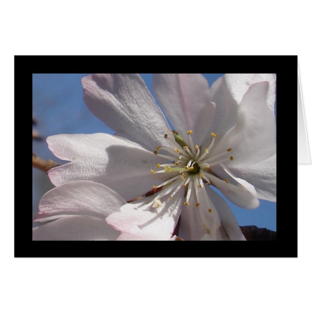 VÅR BLOMMAR II OBS KORT (Framsidan Horizontal)