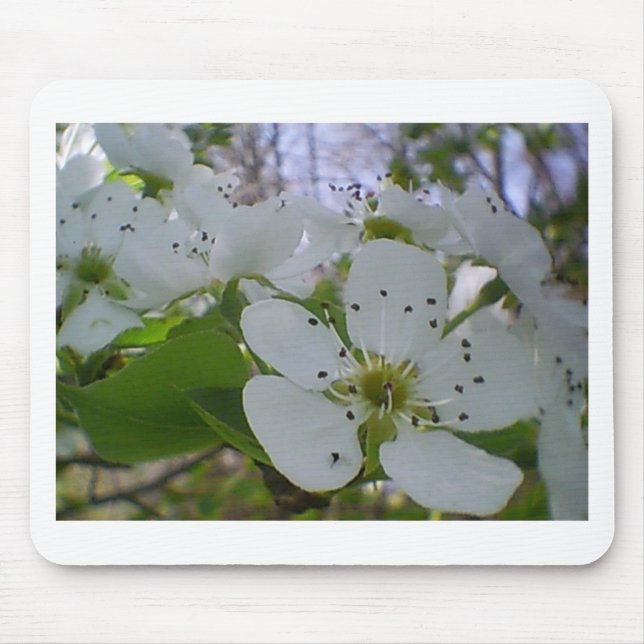 Vår Blommar Musmatta (Framsidan)