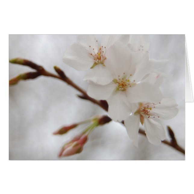 Vår Blommar OBS Kort (Framsidan Horizontal)