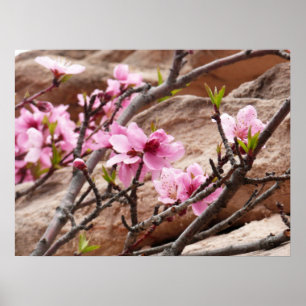 Vår Blommar på Zion Sten Poster