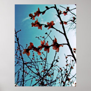 Vår Blommar Poster