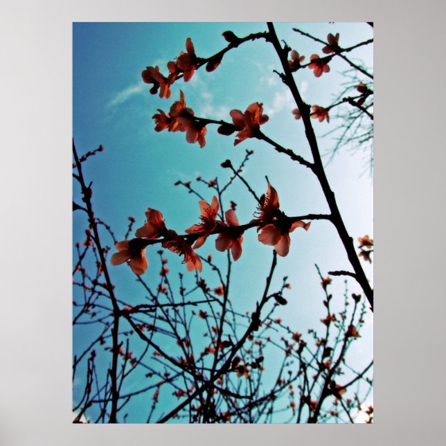 Vår Blommar Poster (Framsidan)