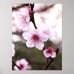 Vår Blommar Poster
