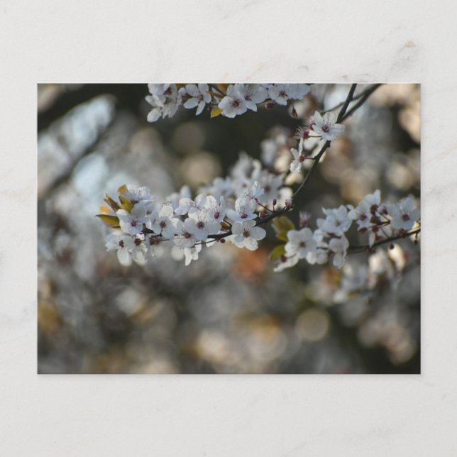 Vår Blommar Vykort (Framsida)