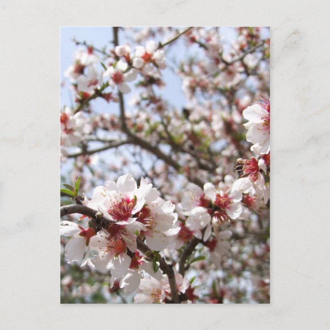 Vår Blommar vykort (Framsida)