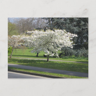 Vår blommar vykort