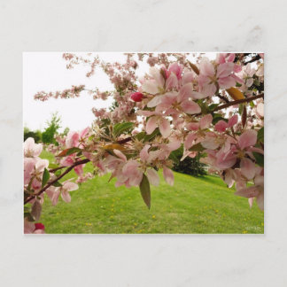 Vår Blommar vykort