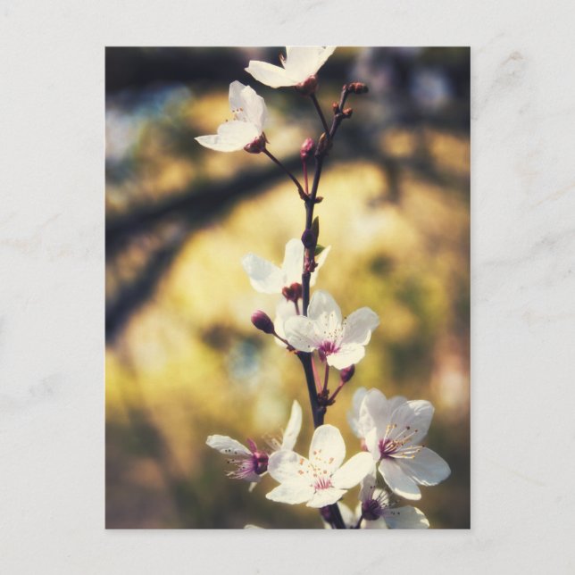 Vår Blommar Vykort (Framsida)