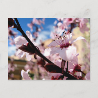 Vår Blommar Vykort