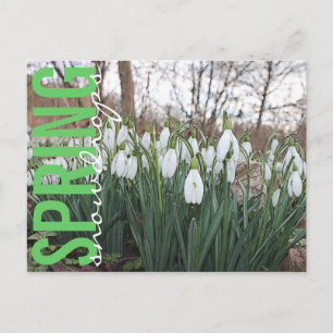 Vår blommor, blommigt, vita snödroppar vykort