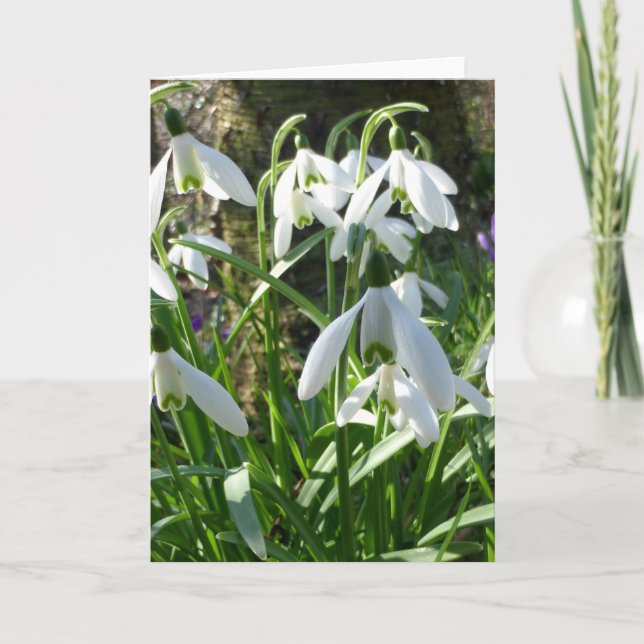 Vår blommor-disketter för hälsningskort kort (Framsida)
