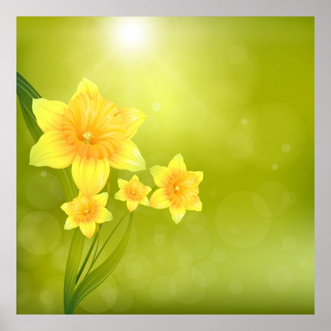 Vår blommor Gult Daffodils Poster (Framsidan)