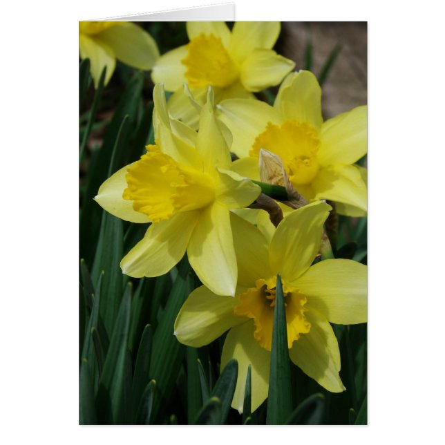 Vår blommor hälsningskort (Framsidan)