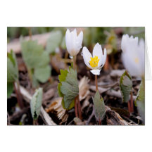 Vår blommor hälsningskort