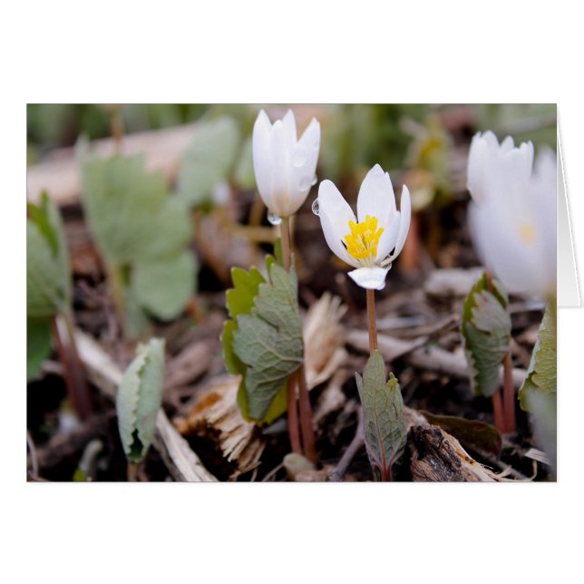 Vår blommor hälsningskort (Framsidan Horizontal)