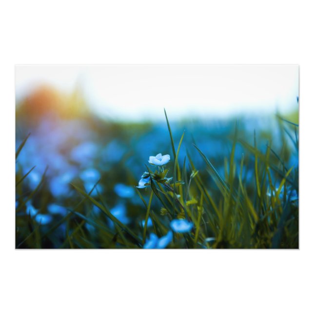 VÅR BLOMMOR i FÄLT Fototryck (Framsidan)