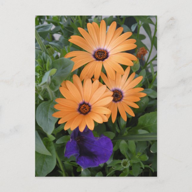 Vår blommor-kort vykort (Framsida)