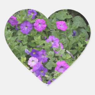 Vår blommor Lila Garden Petunia Blommigt Photo Hjärtformat Klistermärke