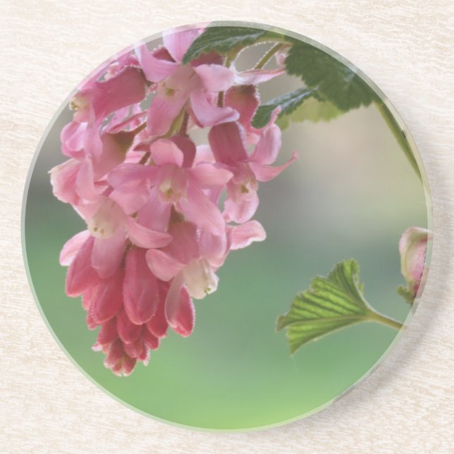 vår blommor, påsk, vår, natur, rosa underlägg (Framsidan)
