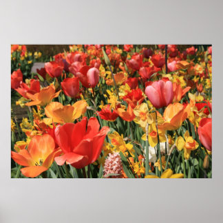 Vår blommor poster