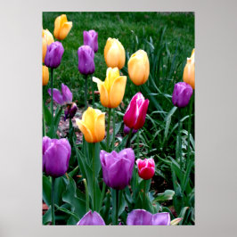 Vår blommor Tulips Rosa Gult Lila Garden Poster