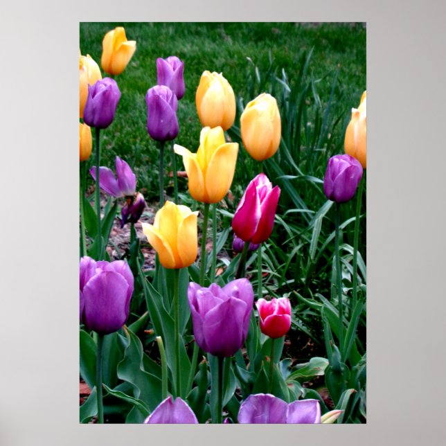 Vår blommor Tulips Rosa Gult Lila  Garden Poster (Framsidan)
