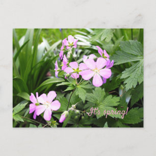 Vår blommor Vild Geraniums Garden Vykort