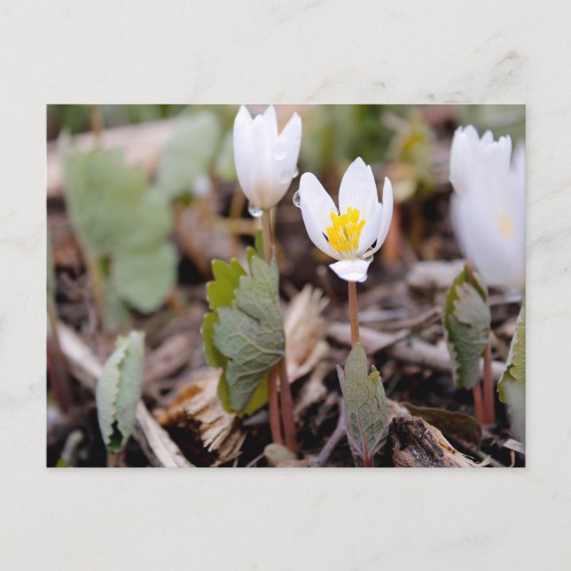 Vår blommor vykort (Framsida)