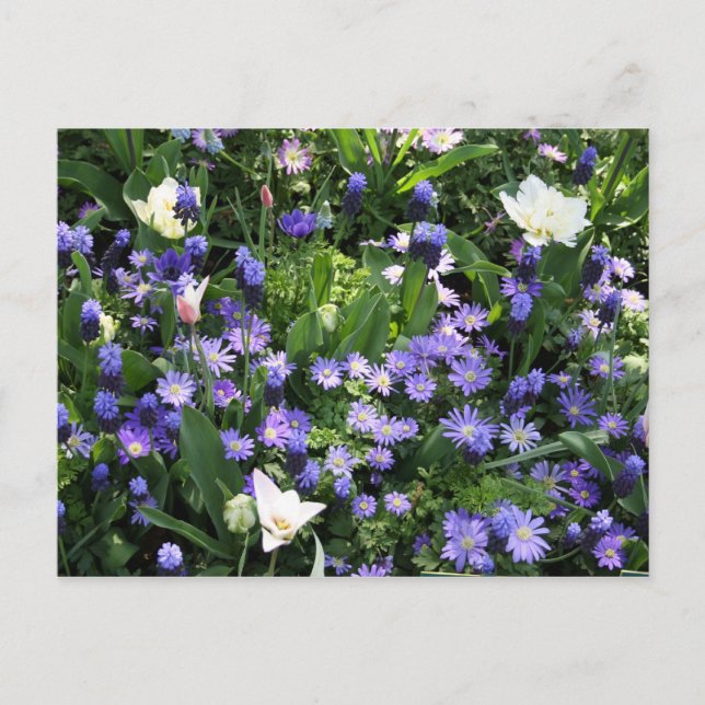 Vår blommor vykort (Framsida)