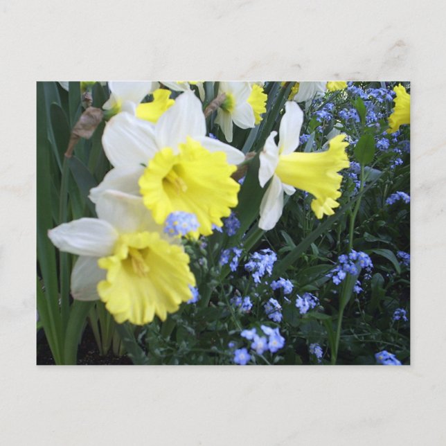 vår blommor vykort (Framsida)