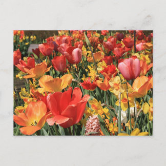 Vår blommor vykort