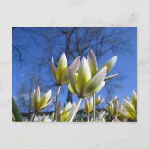 Vår blommor vykort