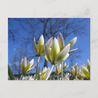 Vår blommor vykort