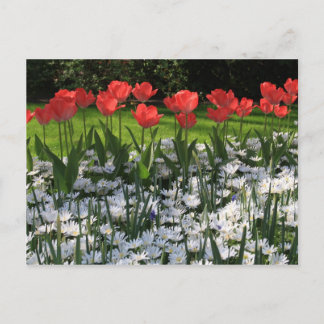 Vår blommor vykort