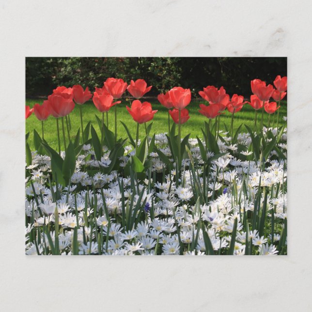 Vår blommor vykort (Framsida)