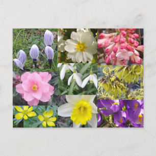Vår blommor vykort