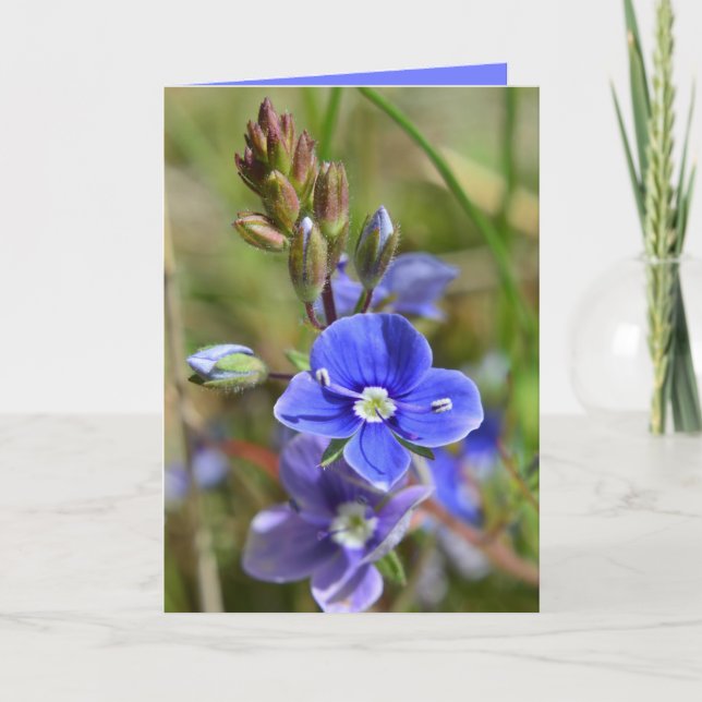 Vår blommorhälsningkort kort (Framsida)