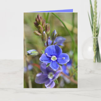 Vår blommorhälsningkort kort