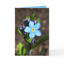 Vår blommorhälsningkort