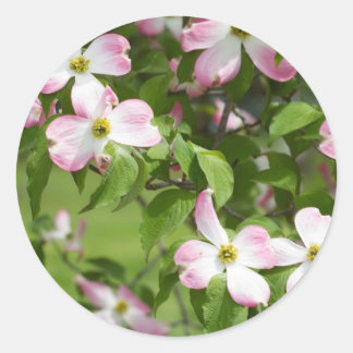 Vår Blooming Rosa Dogwood Blommars Runt Klistermärke